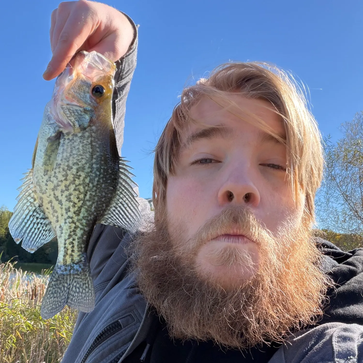 Black crappie caught on Fishbrain