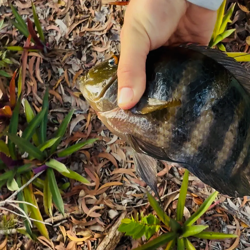 The most recent Zebra tilapia catches on Fishbrain
