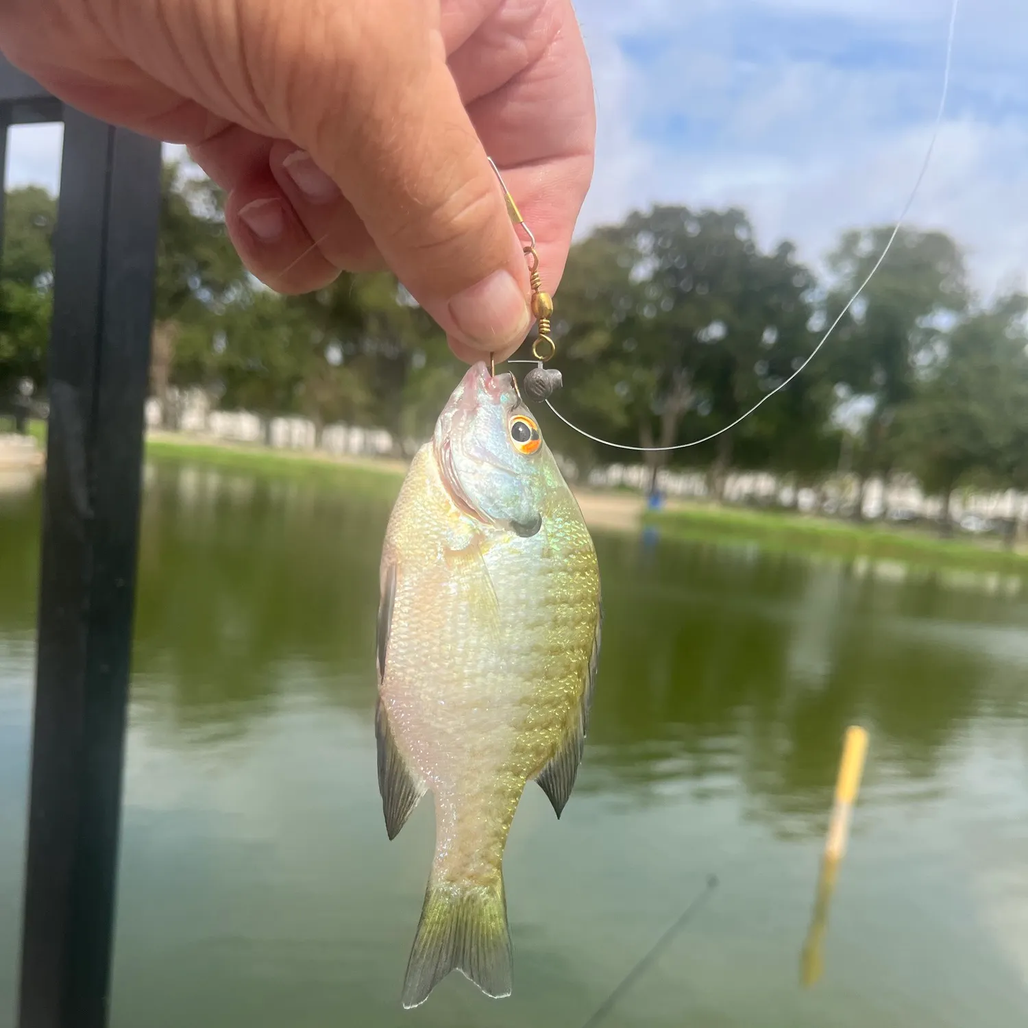 Bluegill caught on Fishbrain