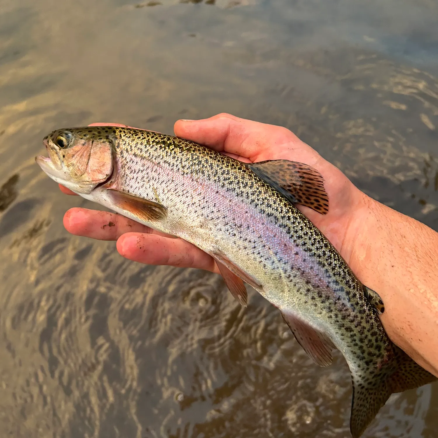 Rainbow trout caught on Fishbrain