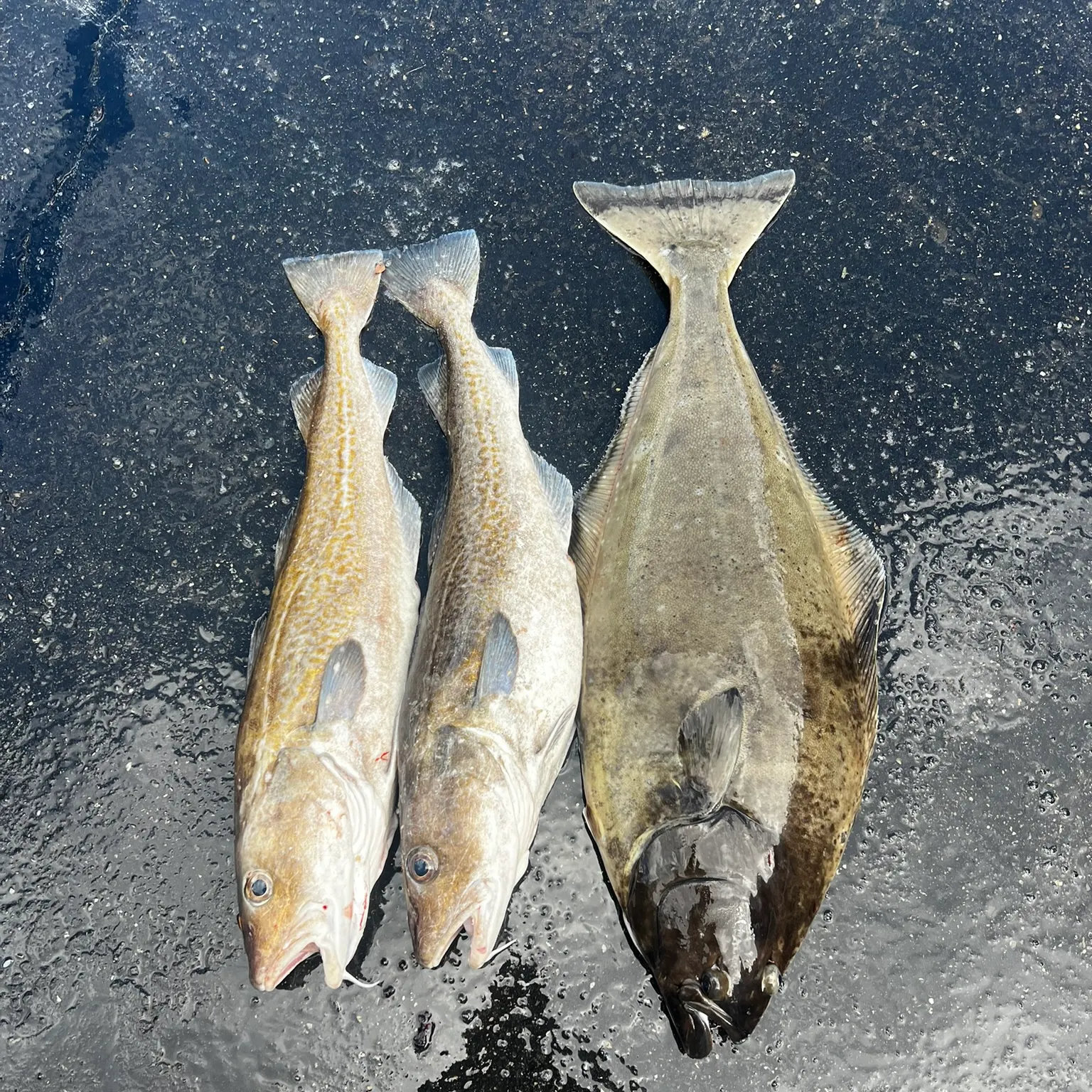 The most recent Pacific halibut catches on Fishbrain