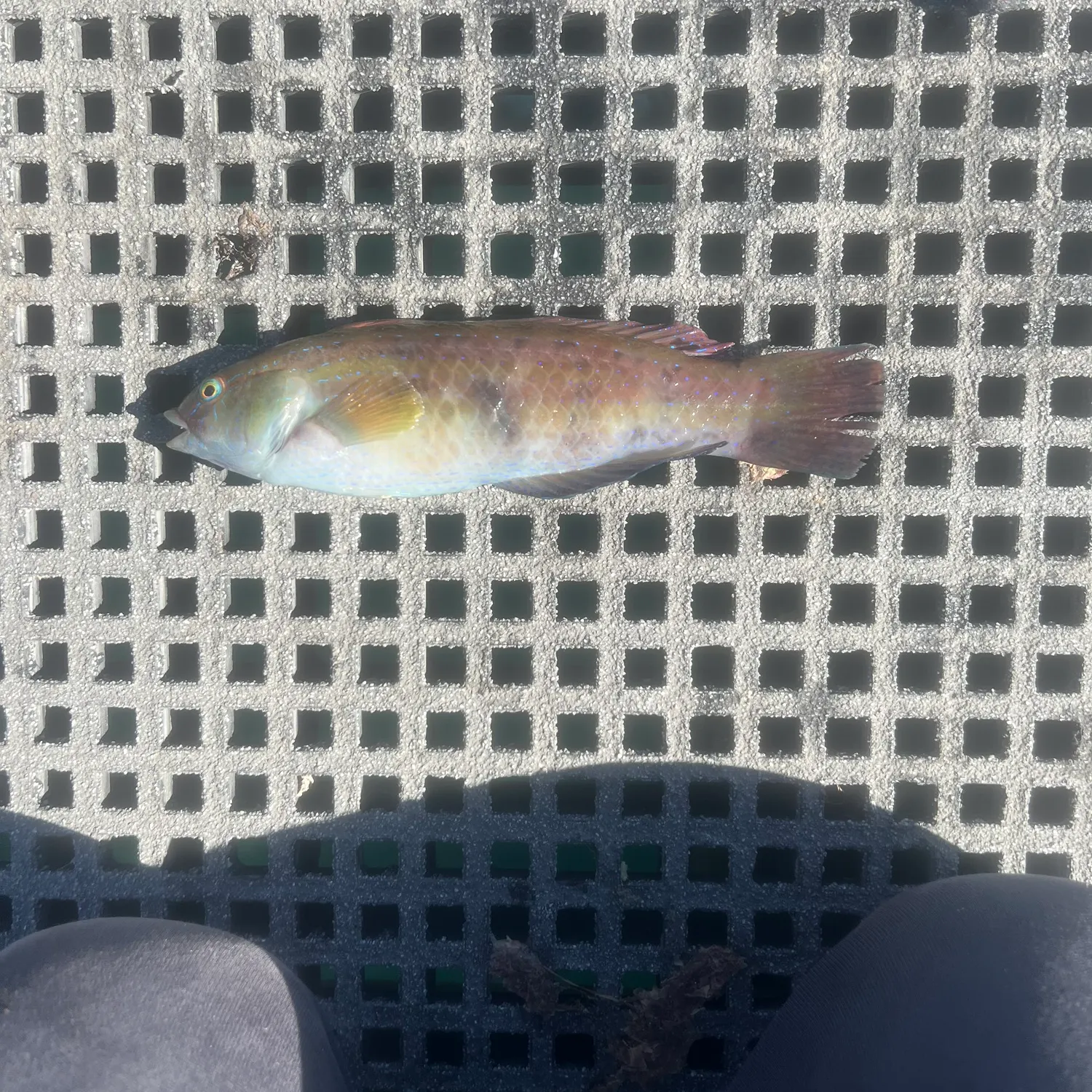 The most recent Blue-throated wrasse catches on Fishbrain
