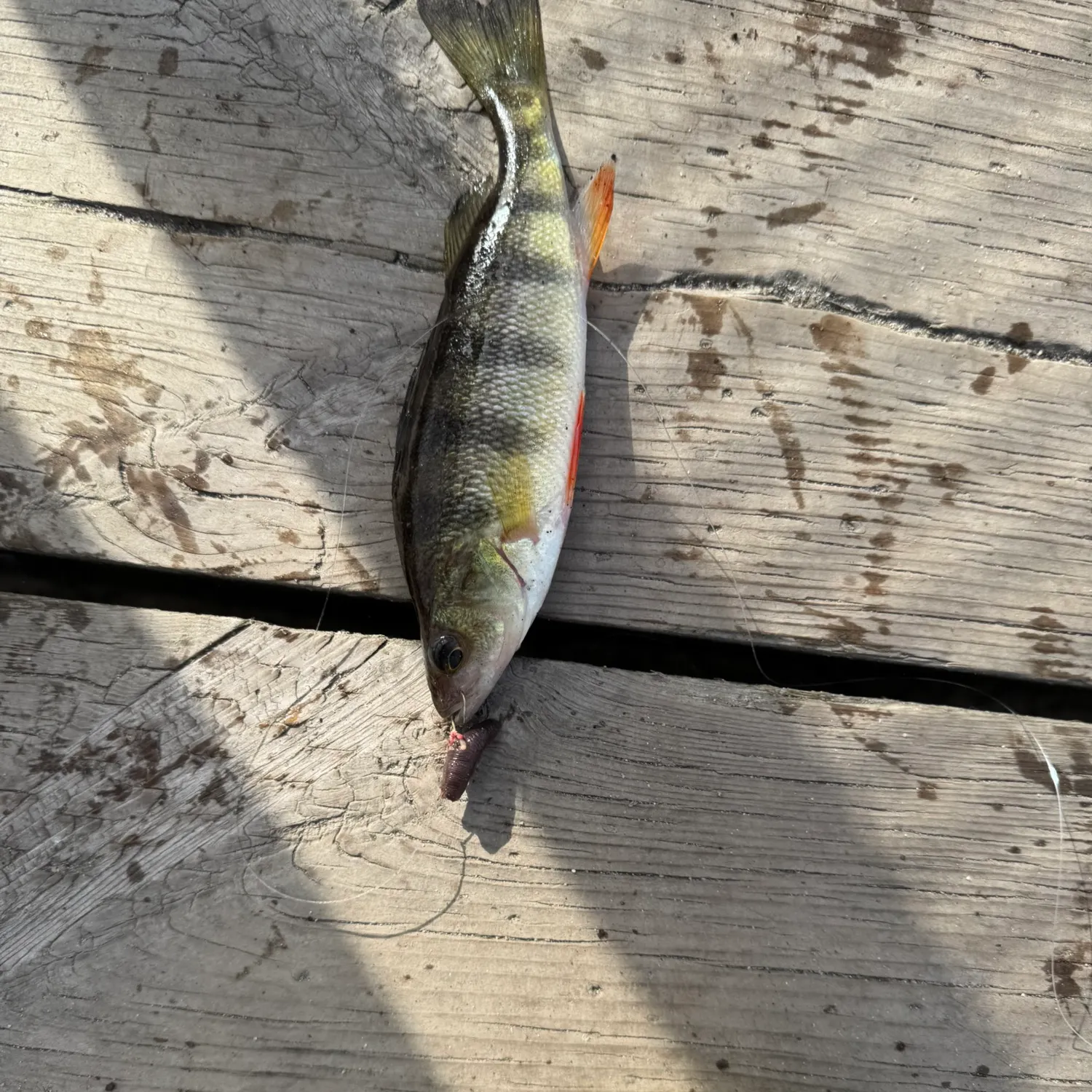 Yellow perch caught on Fishbrain