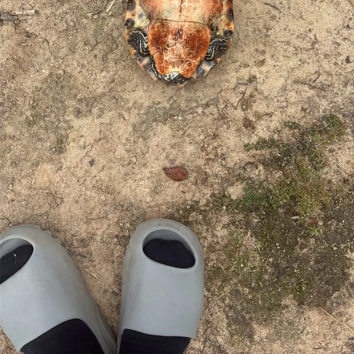 Pond slider turtle caught on Fishbrain