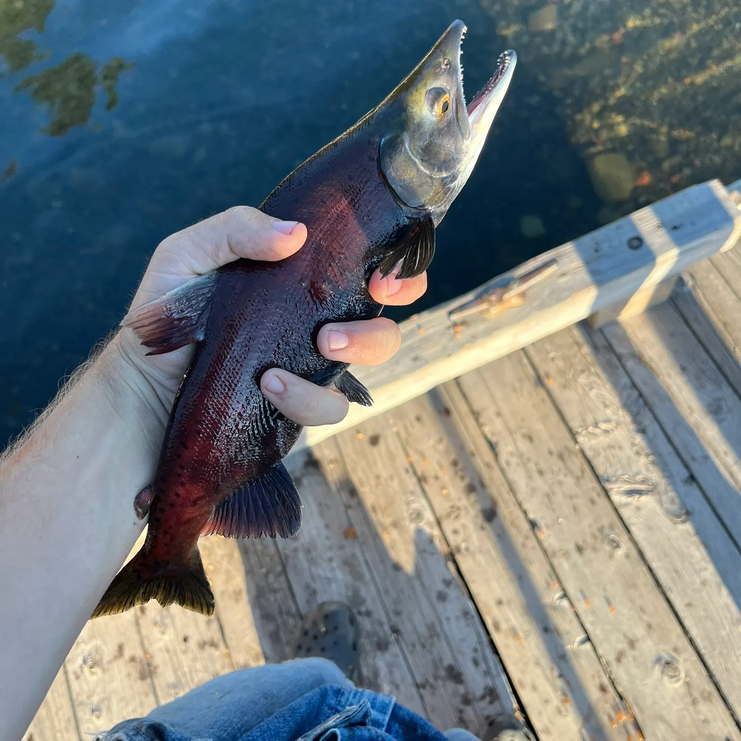 Kokanee salmon caught on Fishbrain