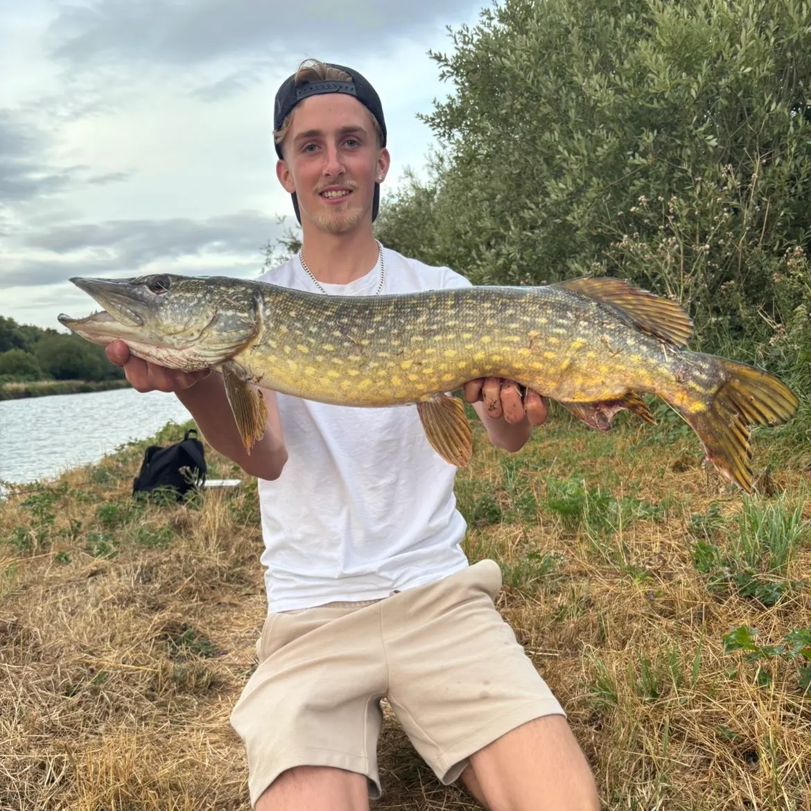 Northern pike caught on Fishbrain
