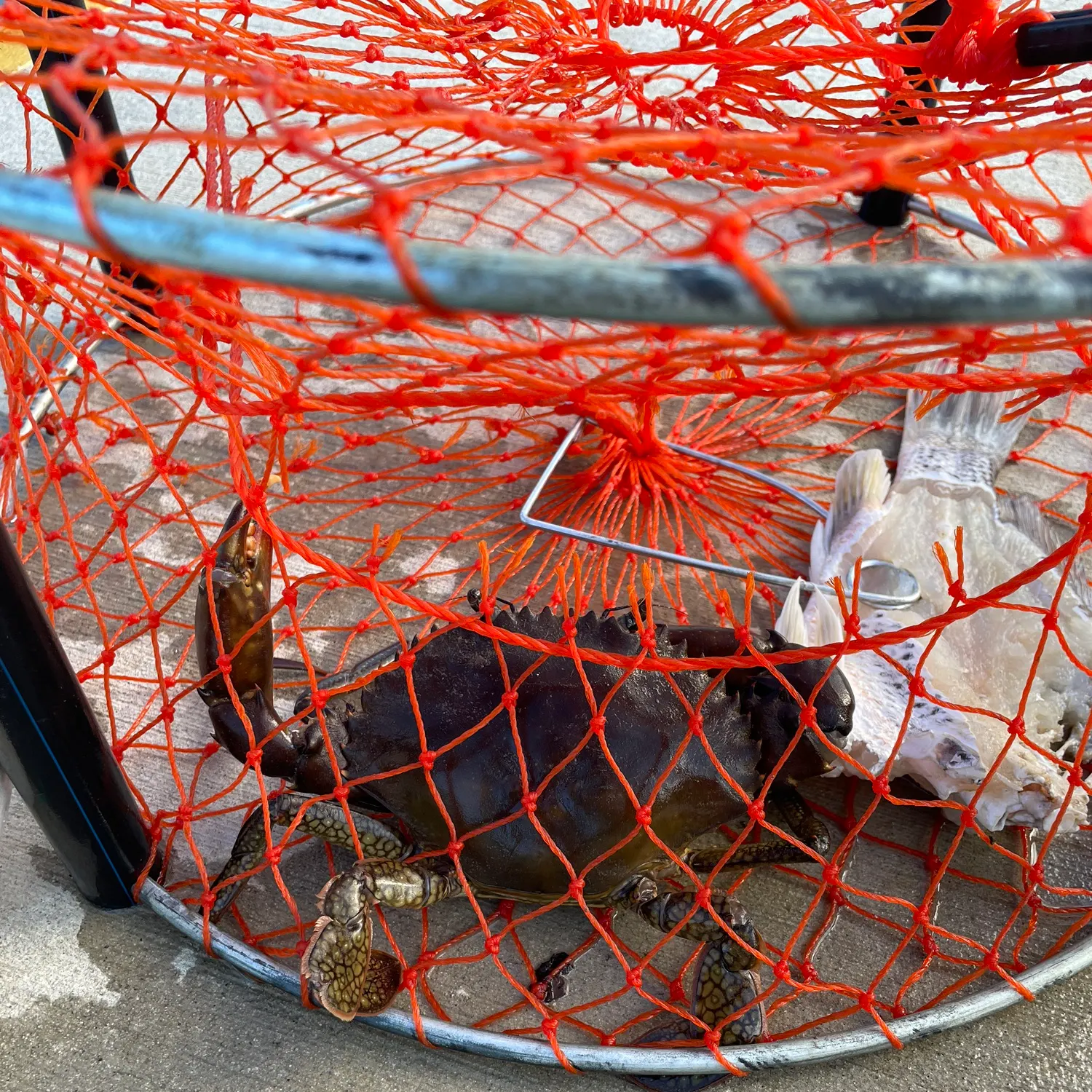 The most recent Giant mud crab catches on Fishbrain