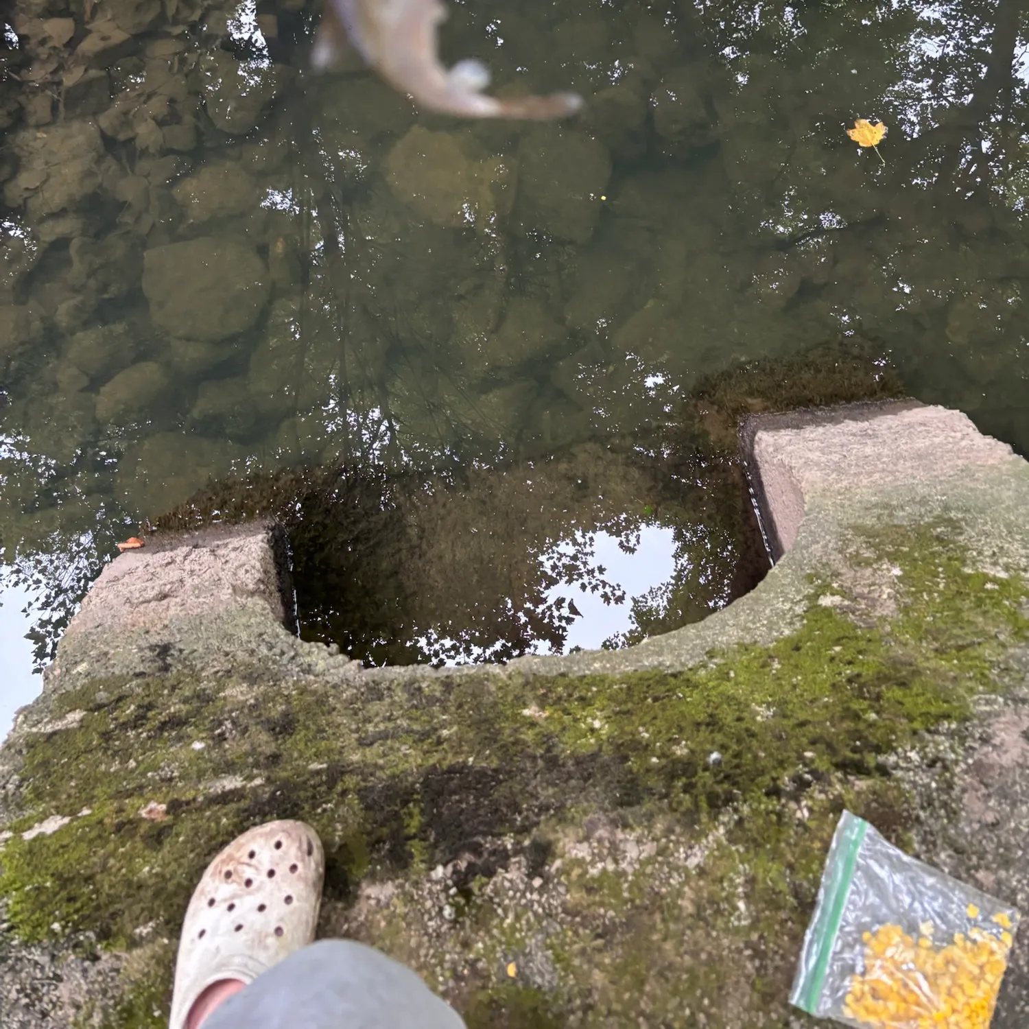 Creek chub caught on Fishbrain