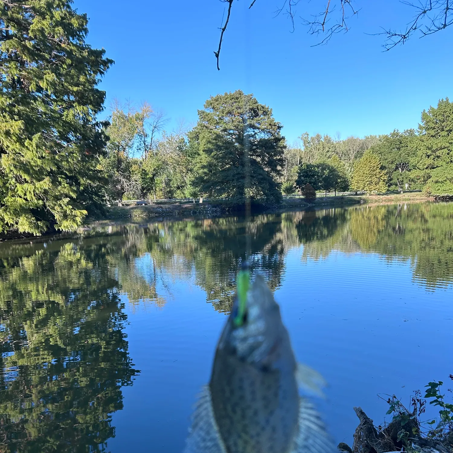 White crappie caught on Fishbrain
