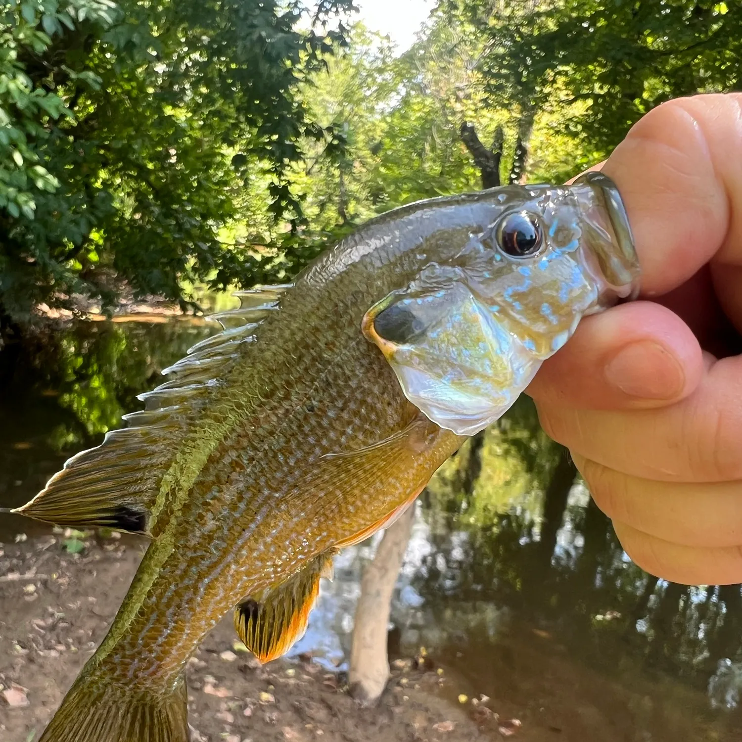 Green sunfish caught on Fishbrain