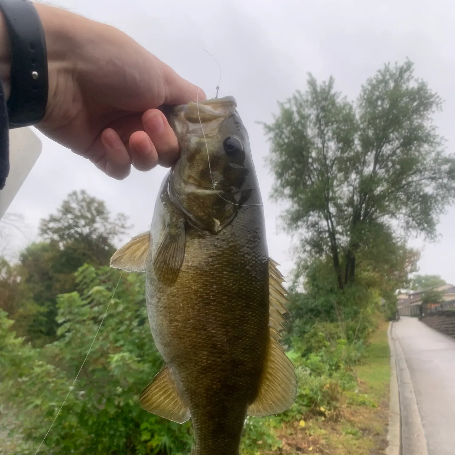 catch