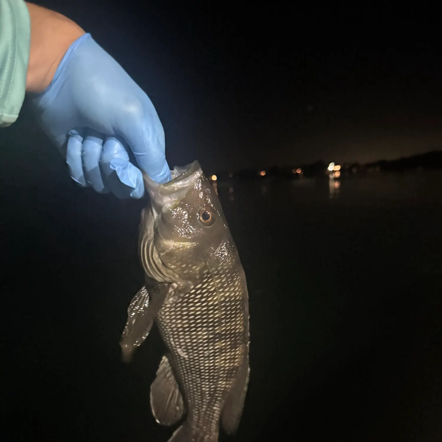 Black sea bass caught on Fishbrain