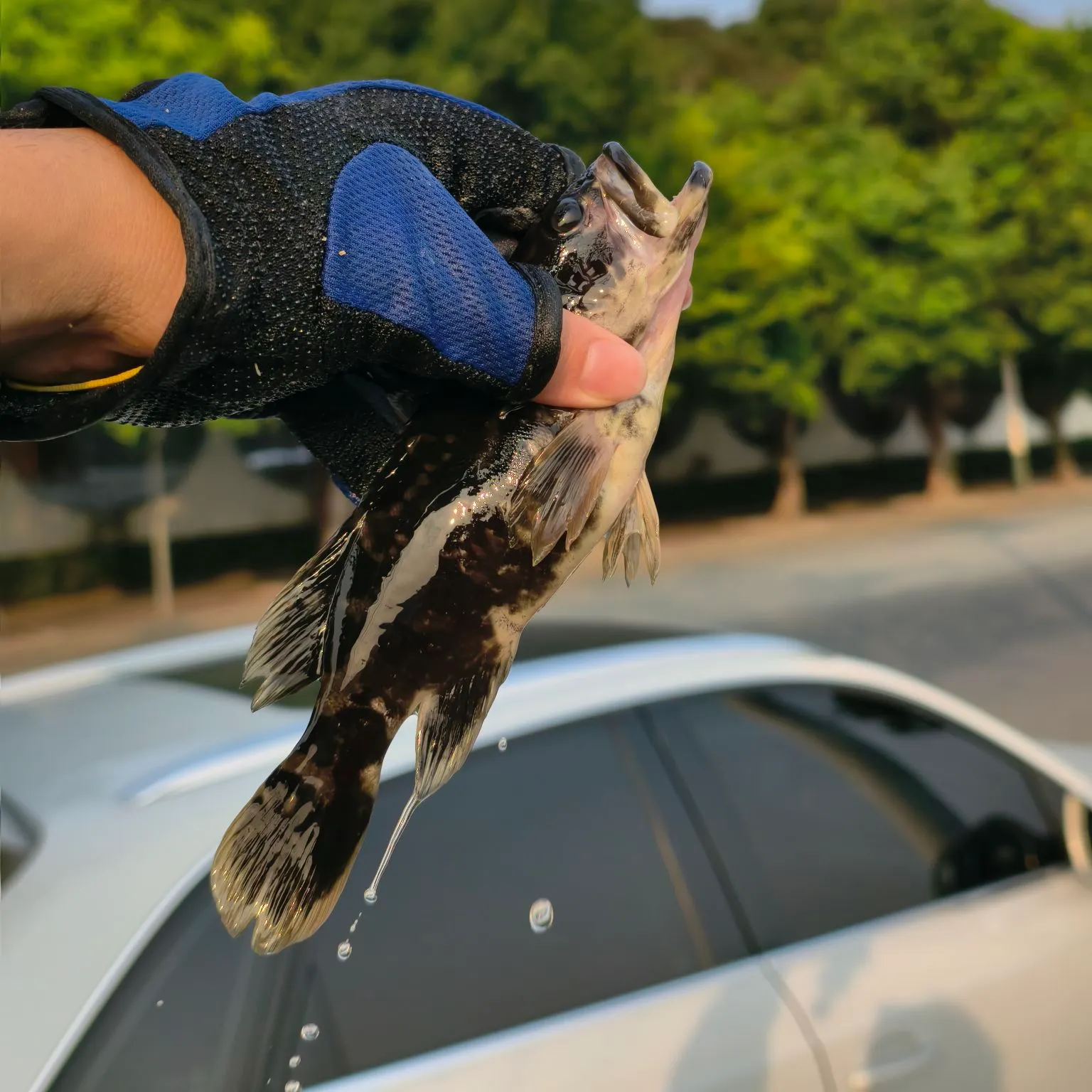 The most recent Arctic grayling catches on Fishbrain