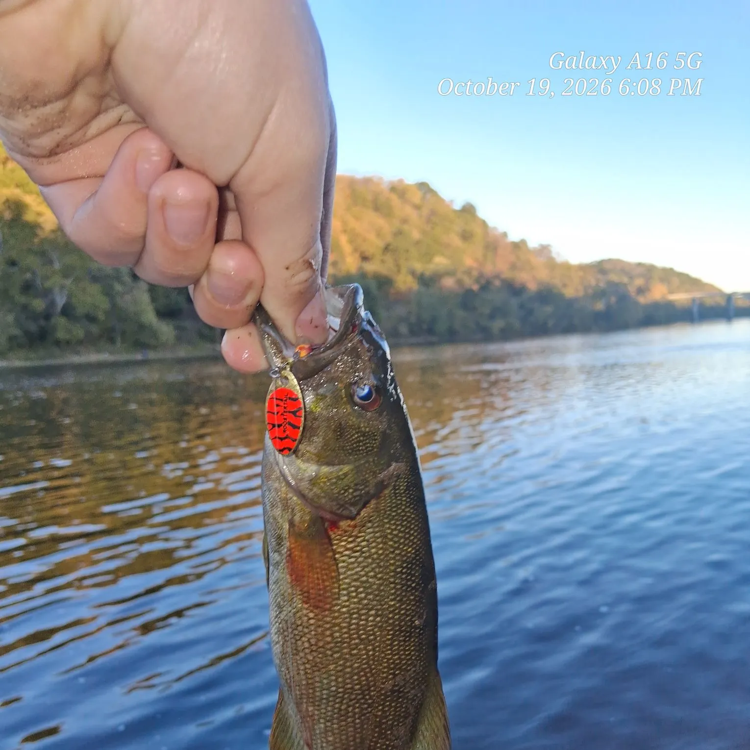 Smallmouth bass caught on Fishbrain