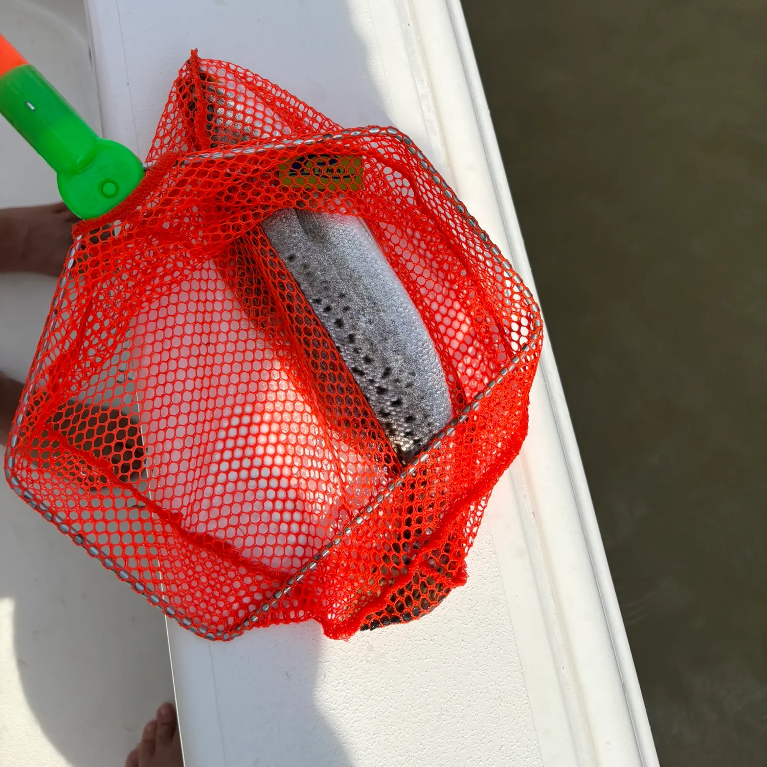 Fish caught on Fishbrain