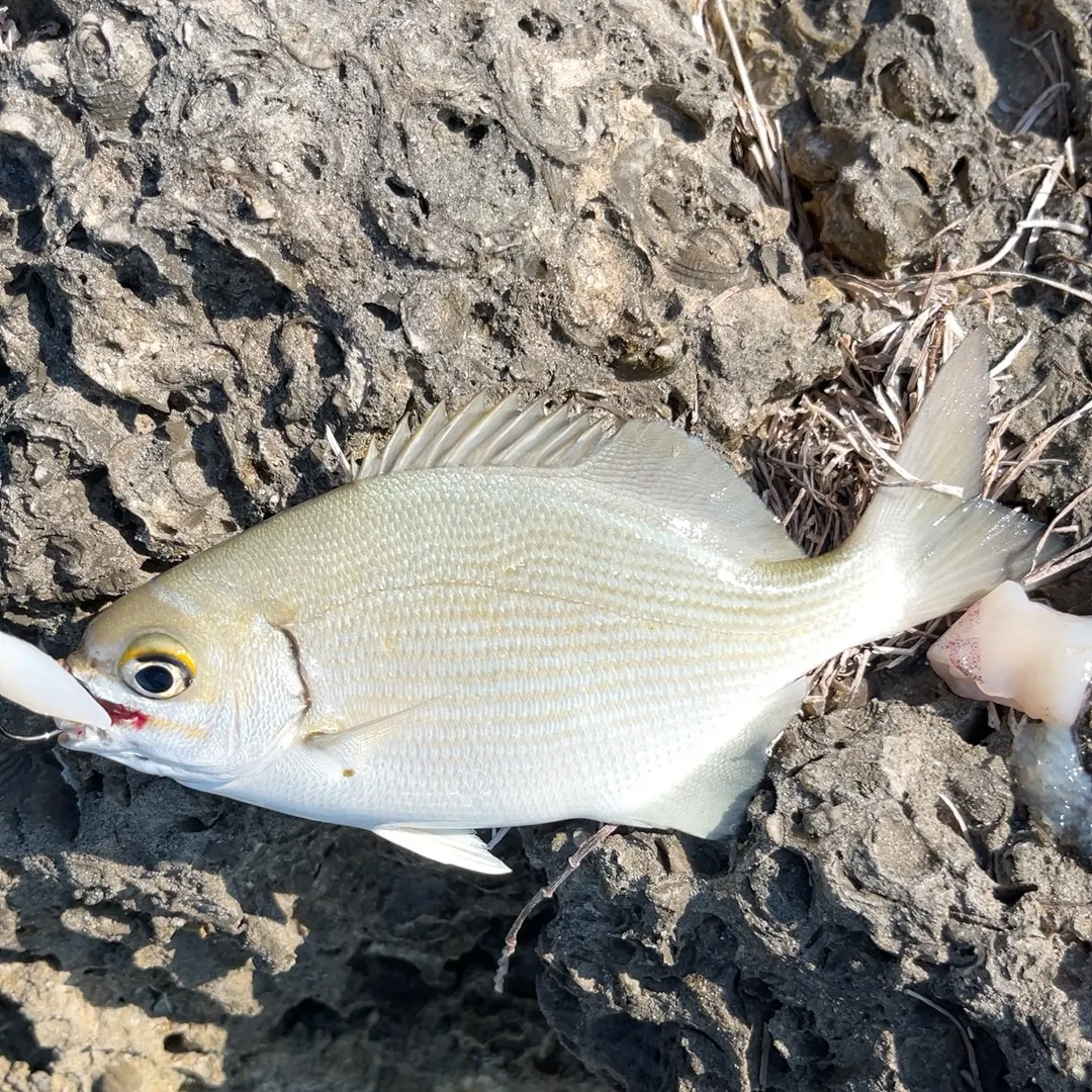 The most recent Bermuda sea chub catches on Fishbrain
