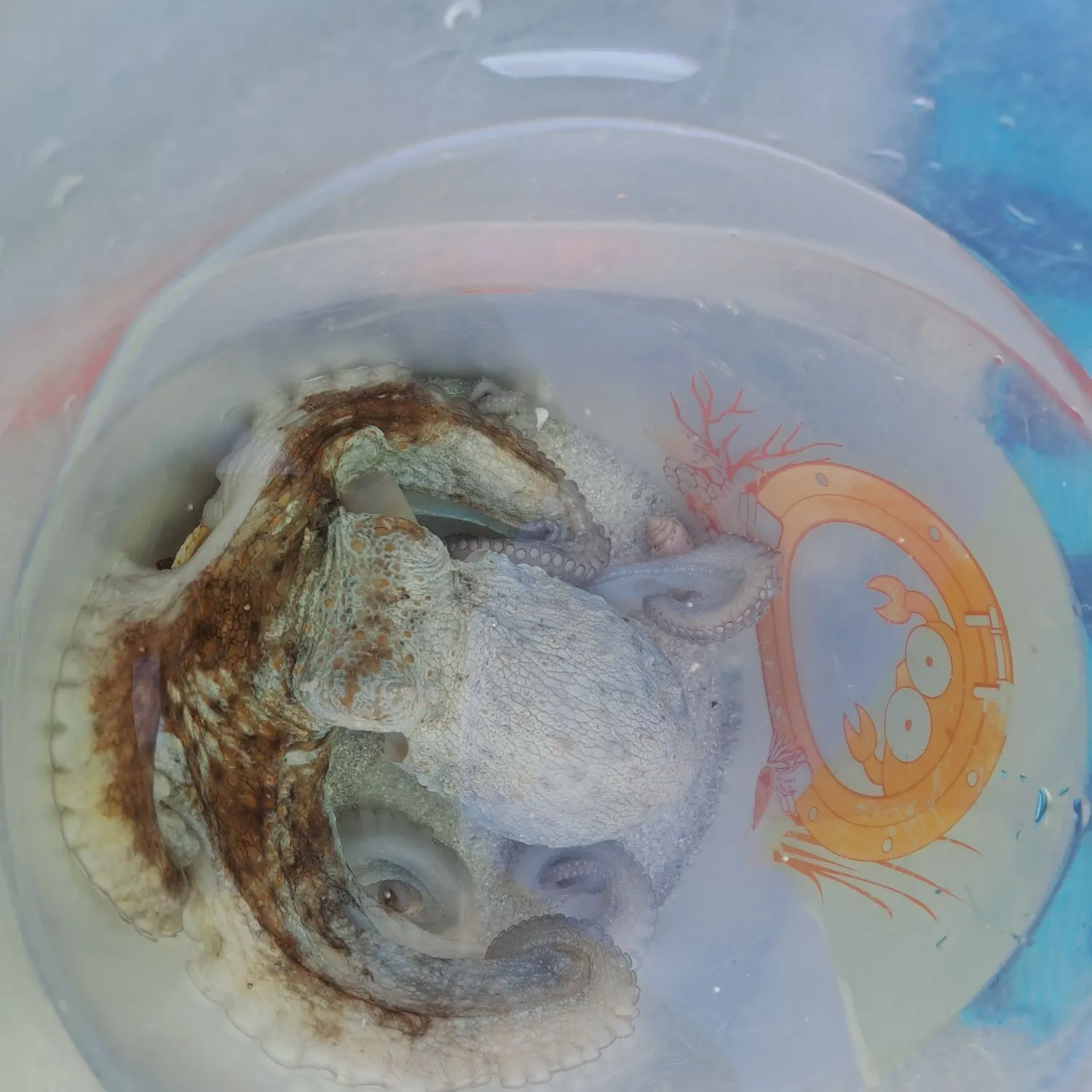 Common octopus caught on Fishbrain