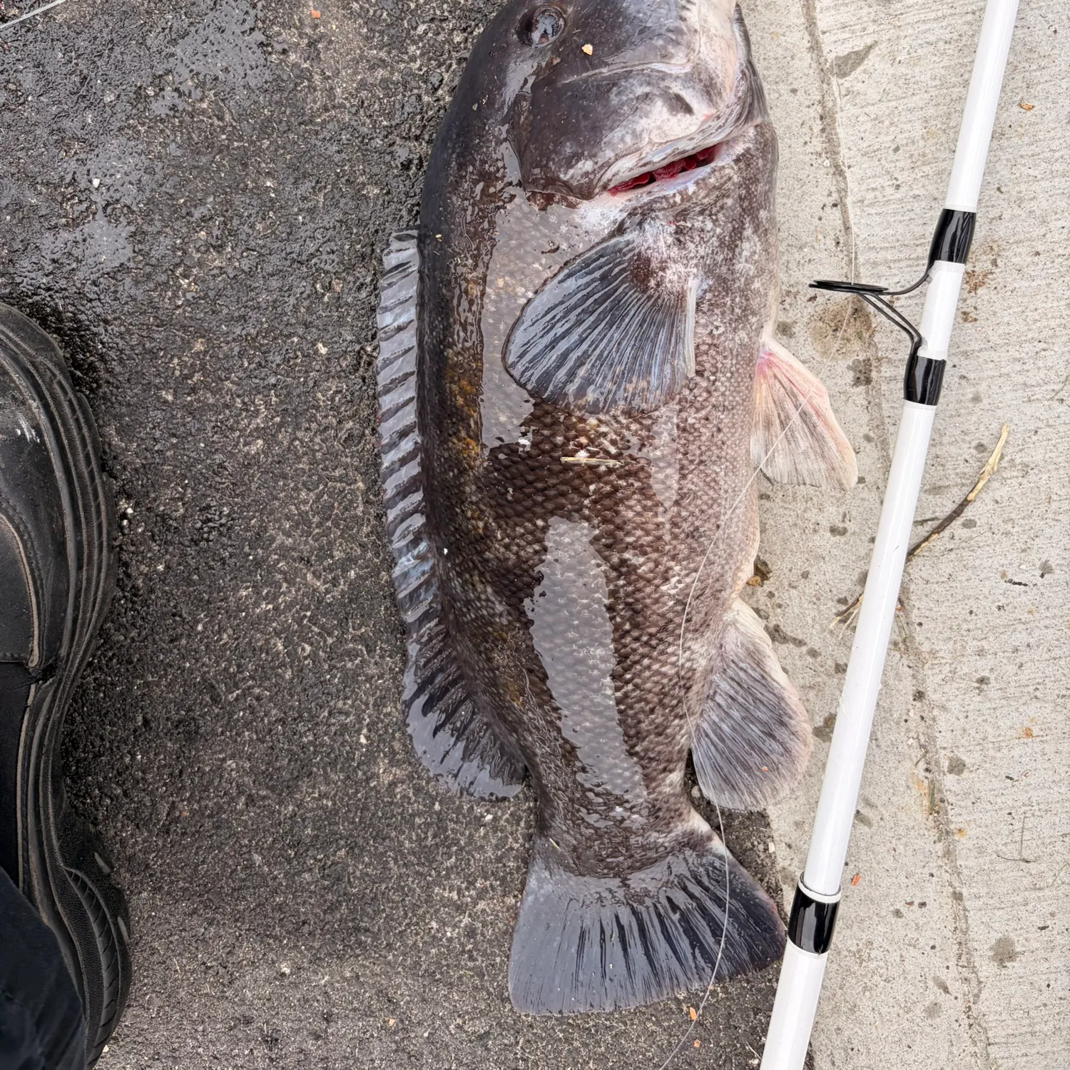 Tautog caught on Fishbrain