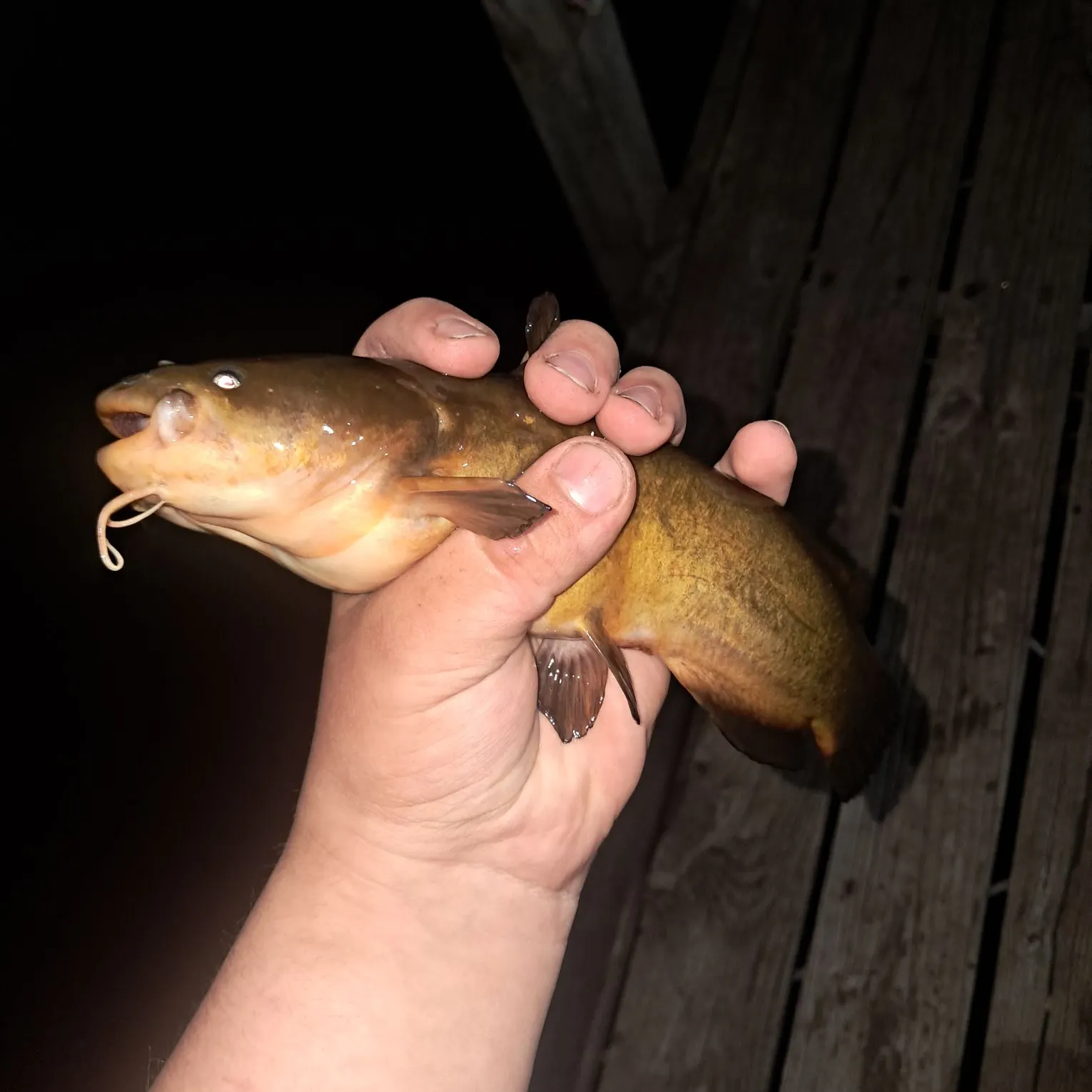 Yellow bullhead caught on Fishbrain