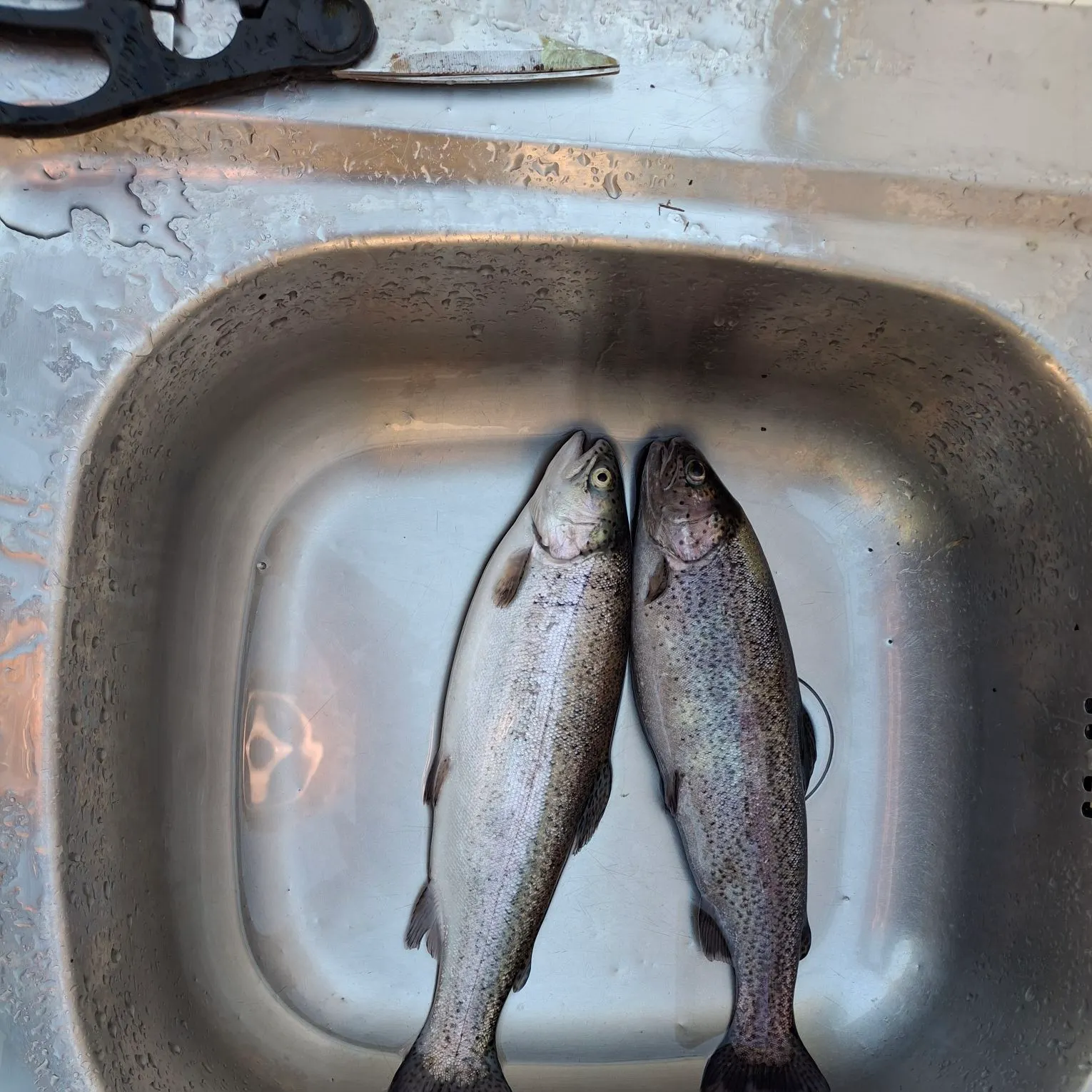 Rainbow trout caught on Fishbrain