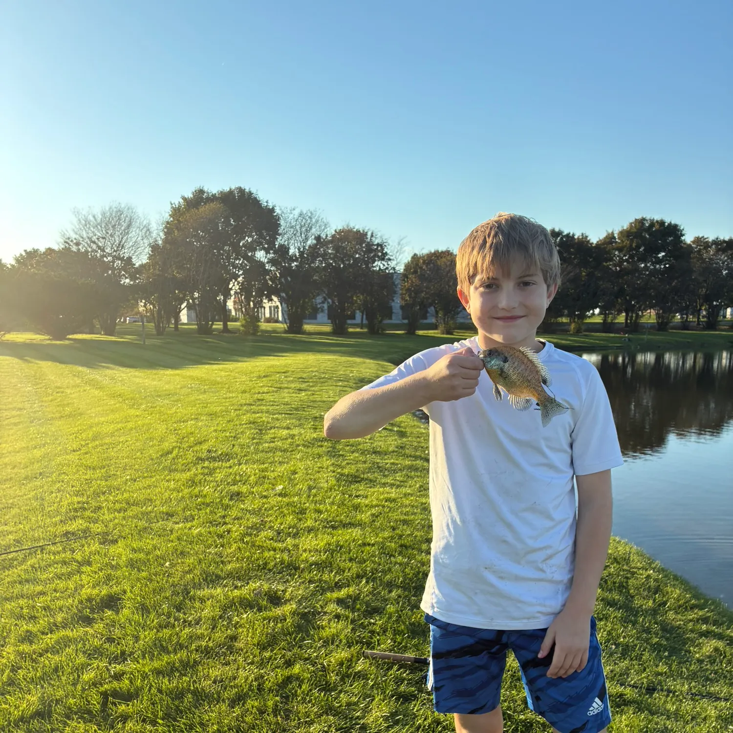 Bluegill caught on Fishbrain