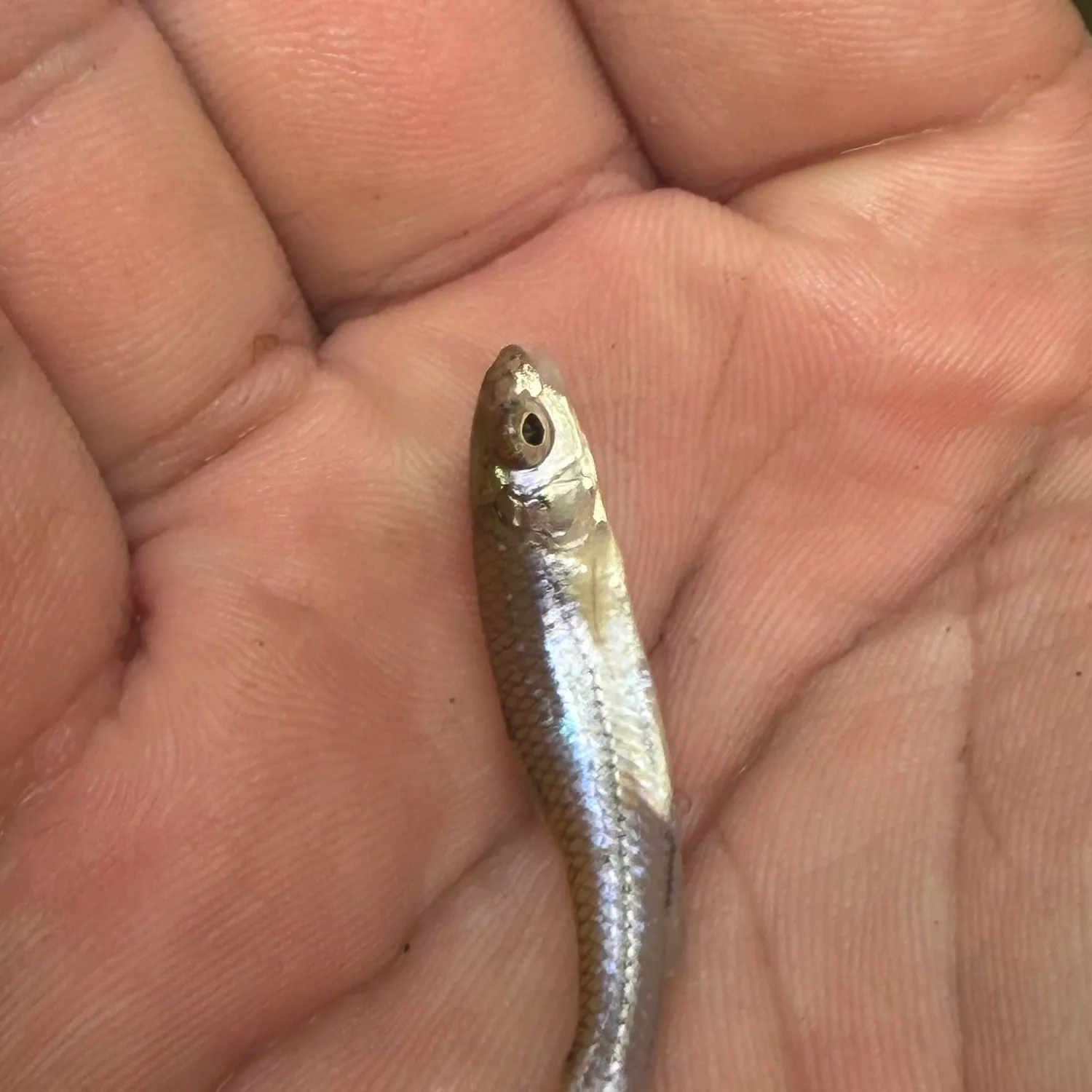 The most recent Bluntnose minnow catches on Fishbrain
