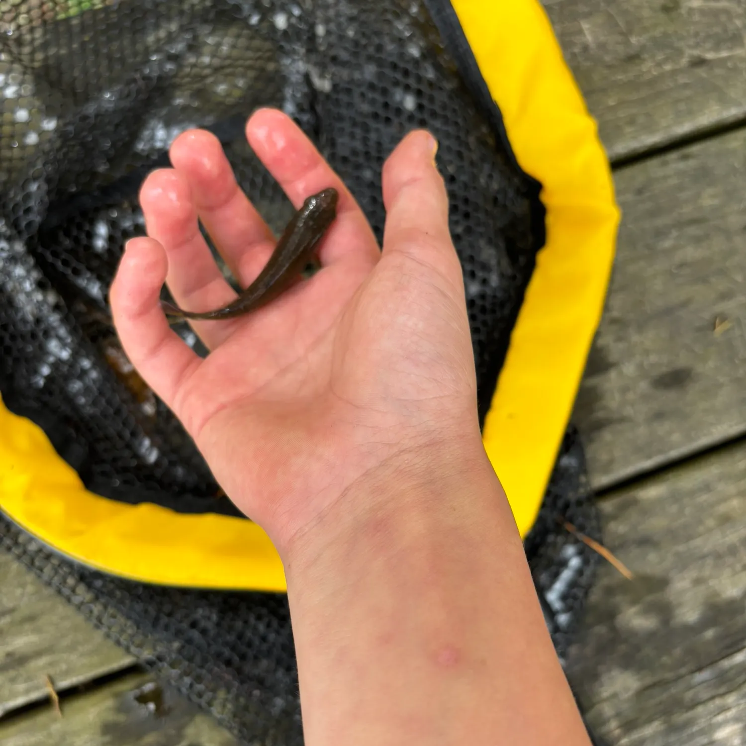 The most recent Atlantic bluefin tuna catches on Fishbrain