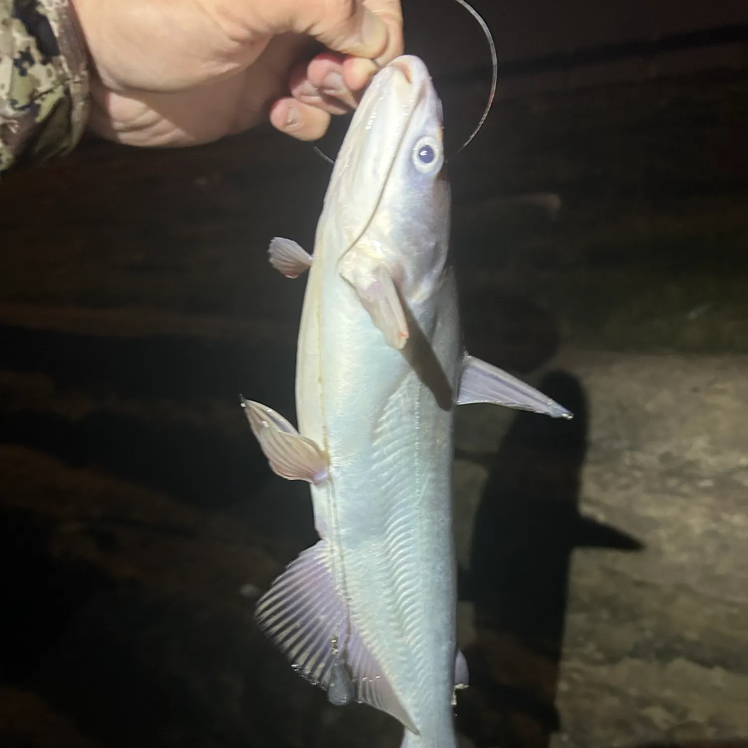 Blue catfish caught on Fishbrain