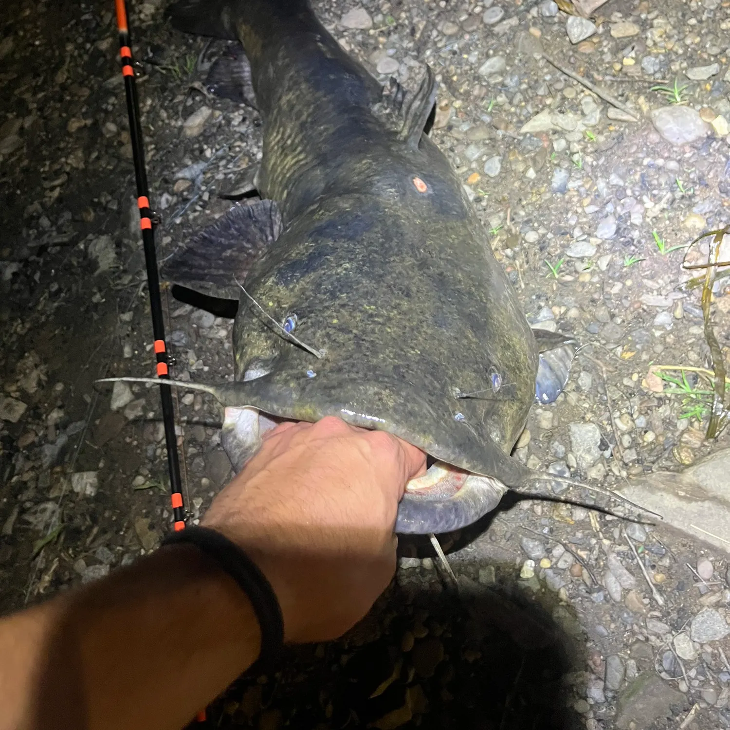 angler catch