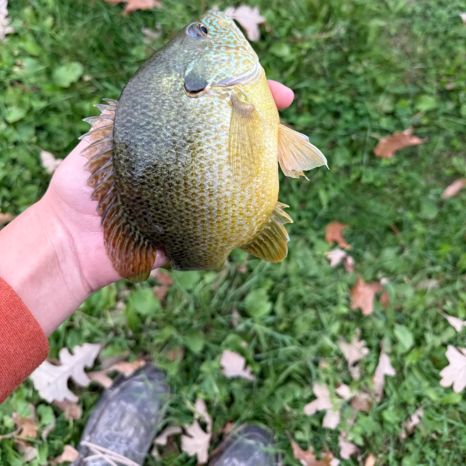 Greengill hybrid caught on Fishbrain