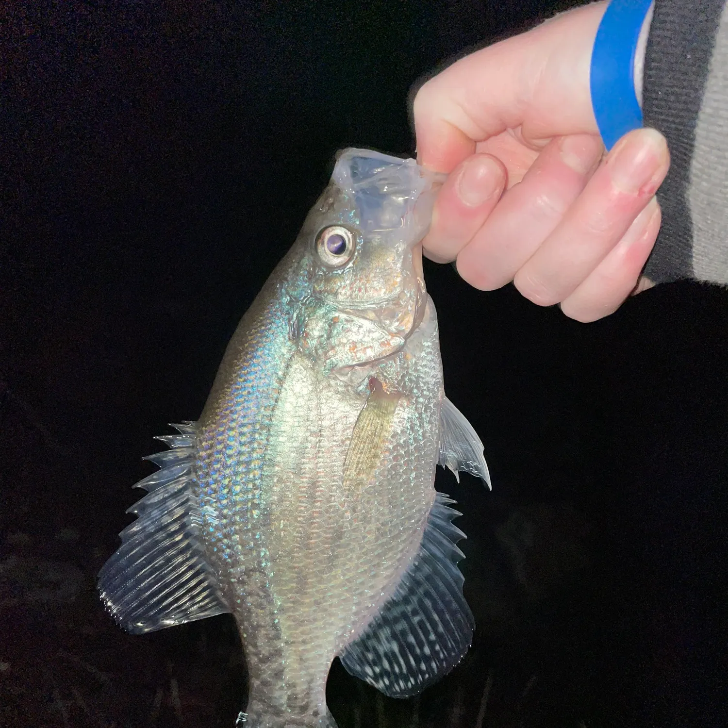 The most recent White crappie catches on Fishbrain