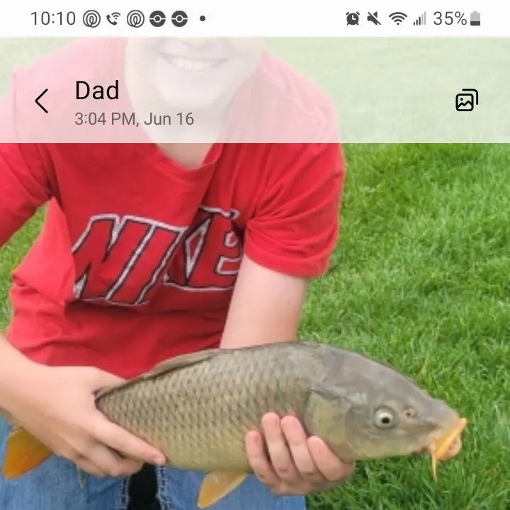 The most recent Common carp catches on Fishbrain