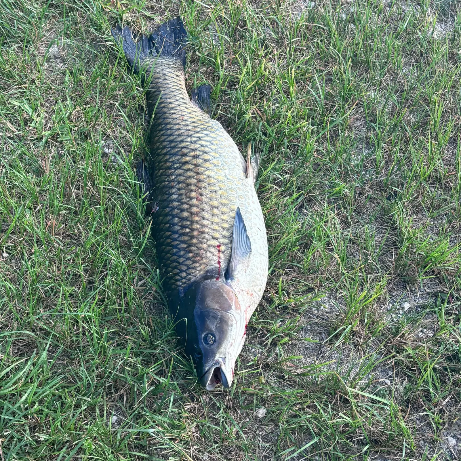 Grass carp caught on Fishbrain