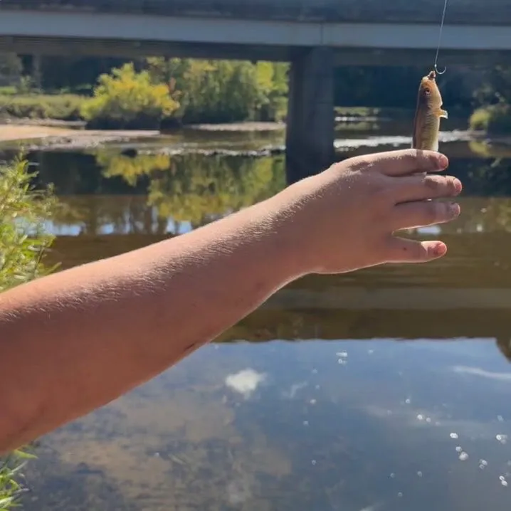 Common shiner caught on Fishbrain