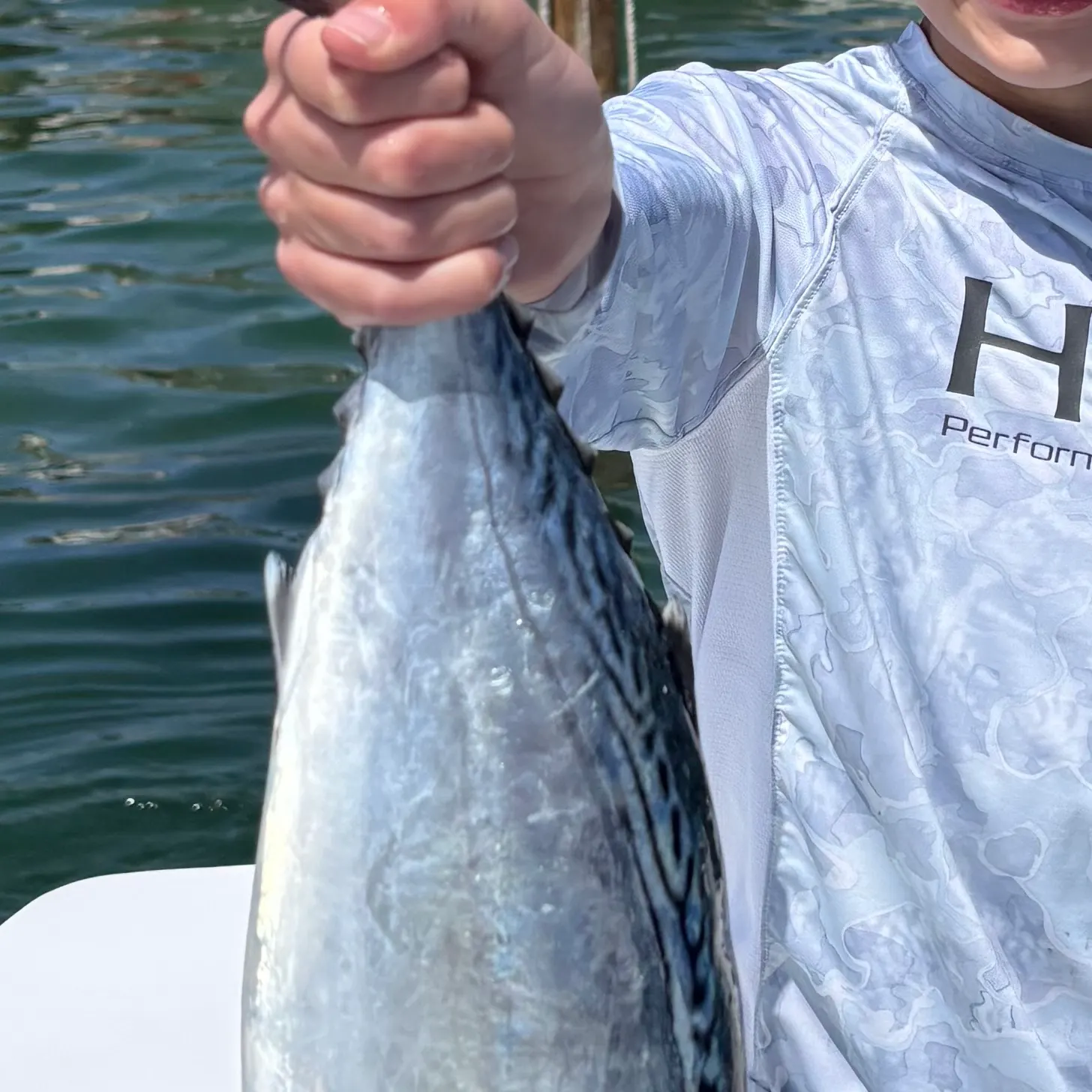 The most recent Little tunny catches on Fishbrain