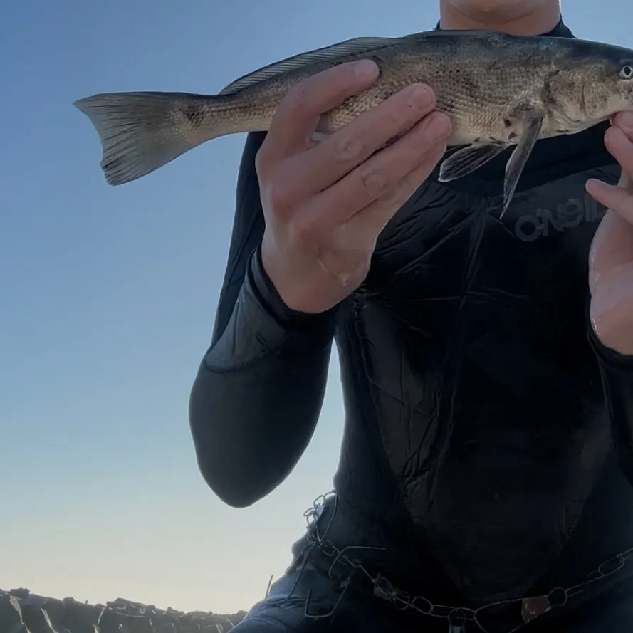 The most recent California corbina catches on Fishbrain