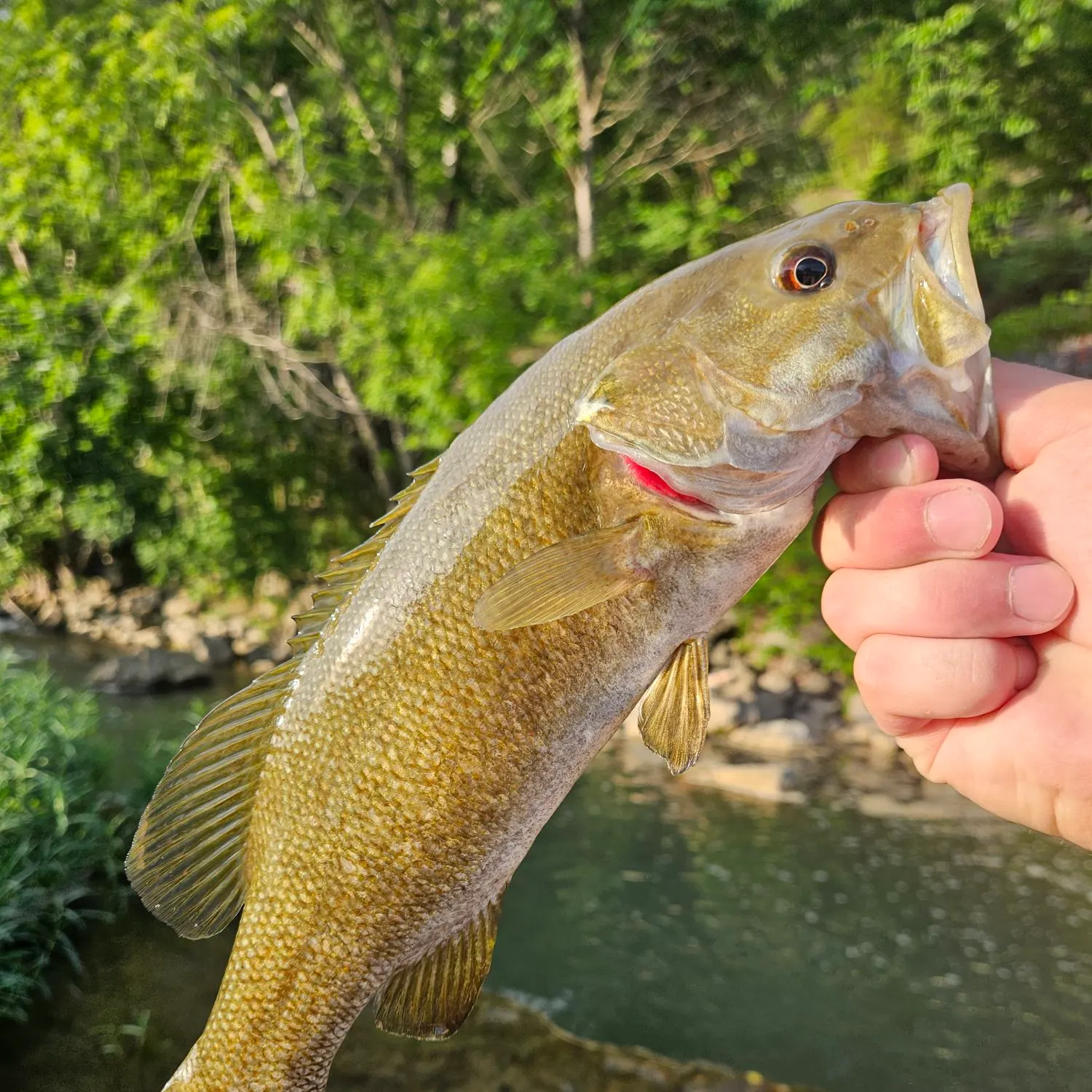 The most recent Neosho bass catches on Fishbrain