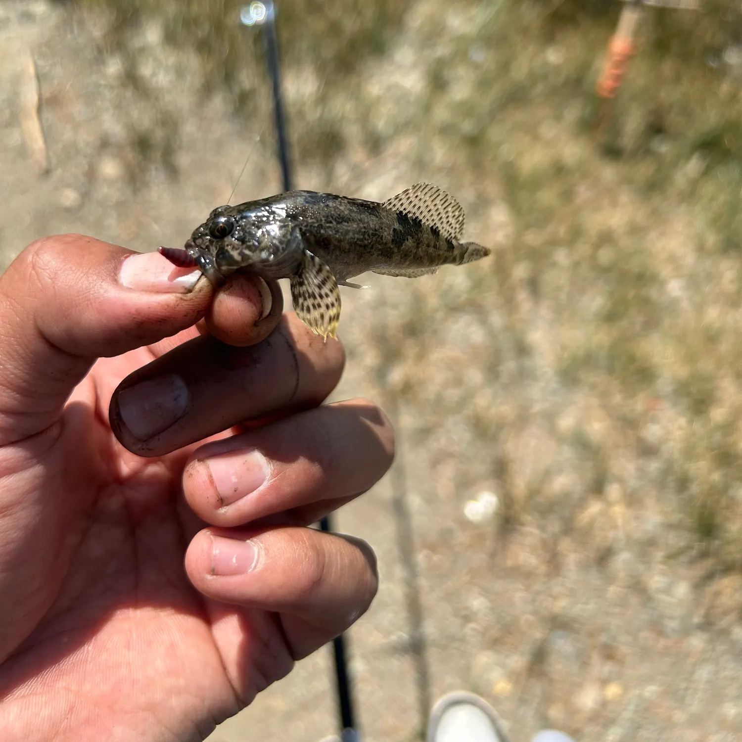 The most recent Prickly sculpin catches on Fishbrain