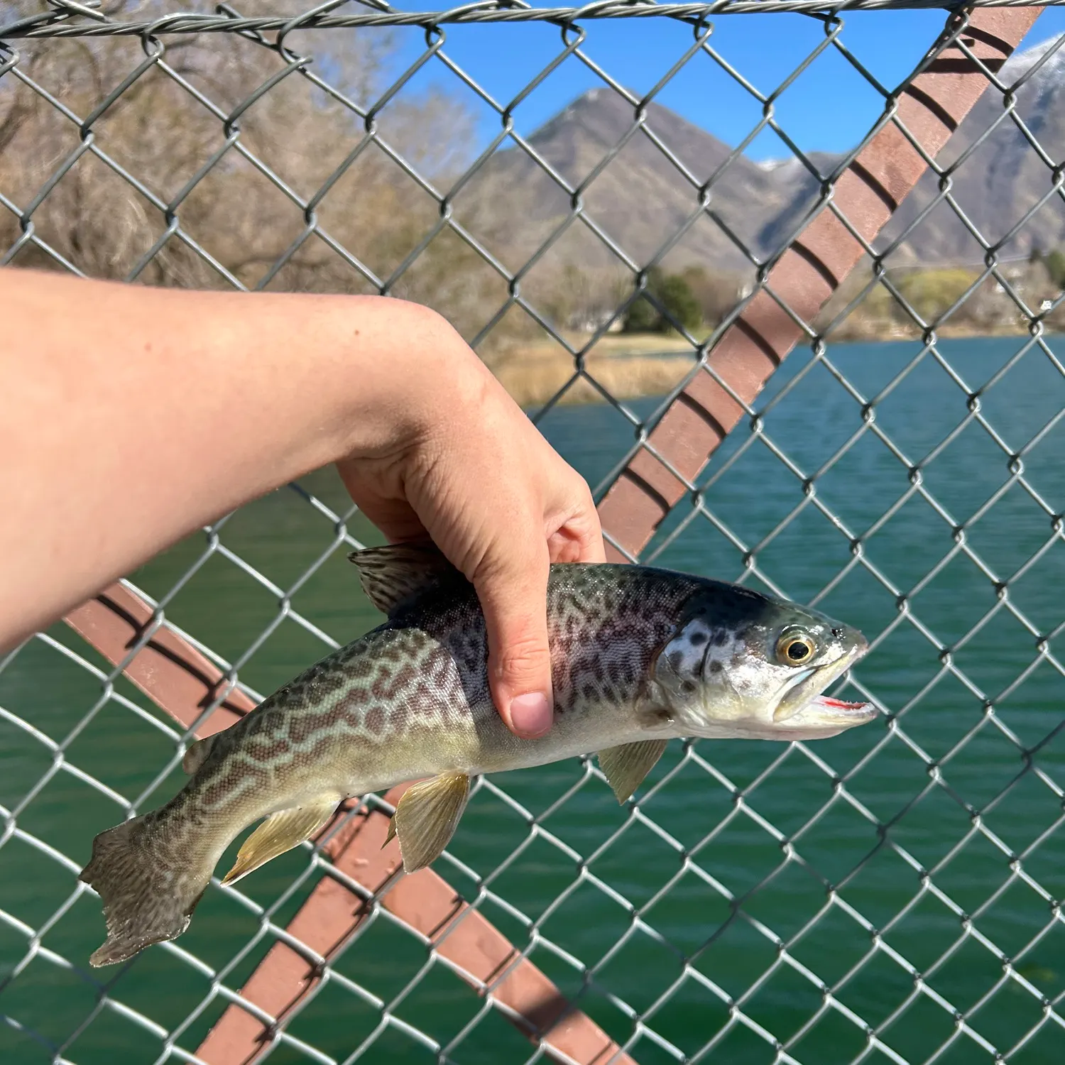 The most recent Tiger trout catches on Fishbrain