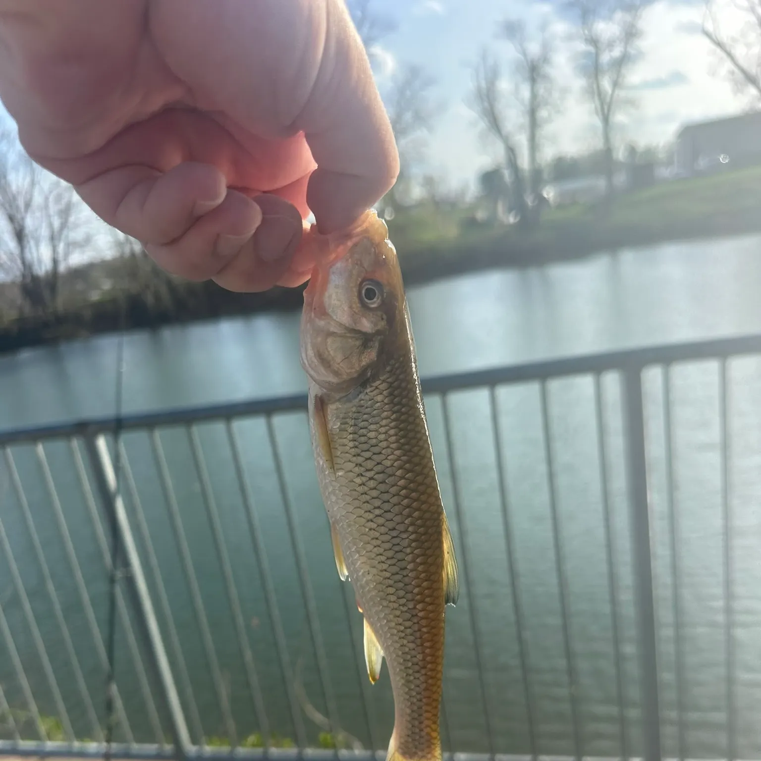The most recent Fallfish catches on Fishbrain
