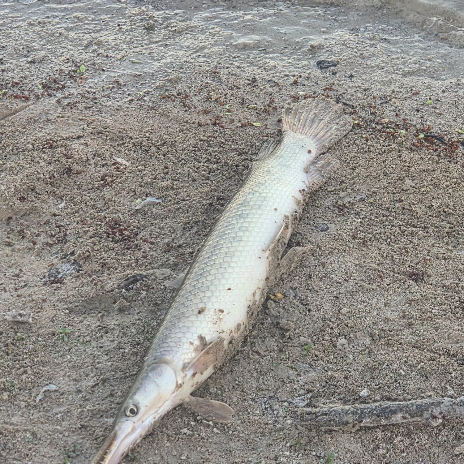 The most recent Shortnose gar catches on Fishbrain