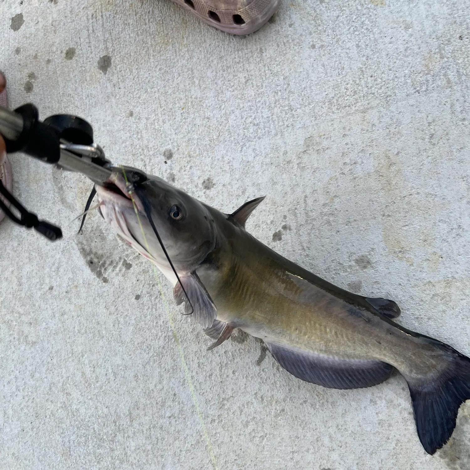 Channel catfish caught on Fishbrain