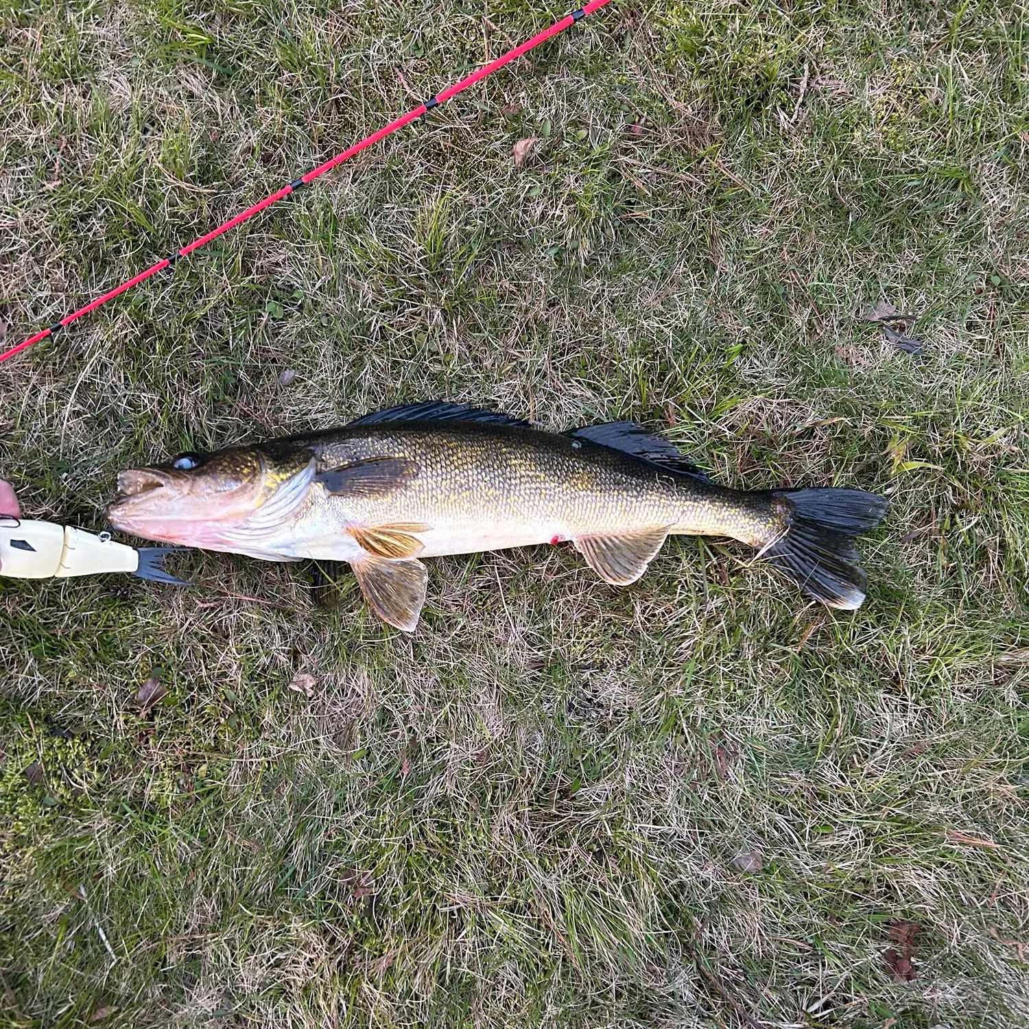 The most recent Walleye catches on Fishbrain