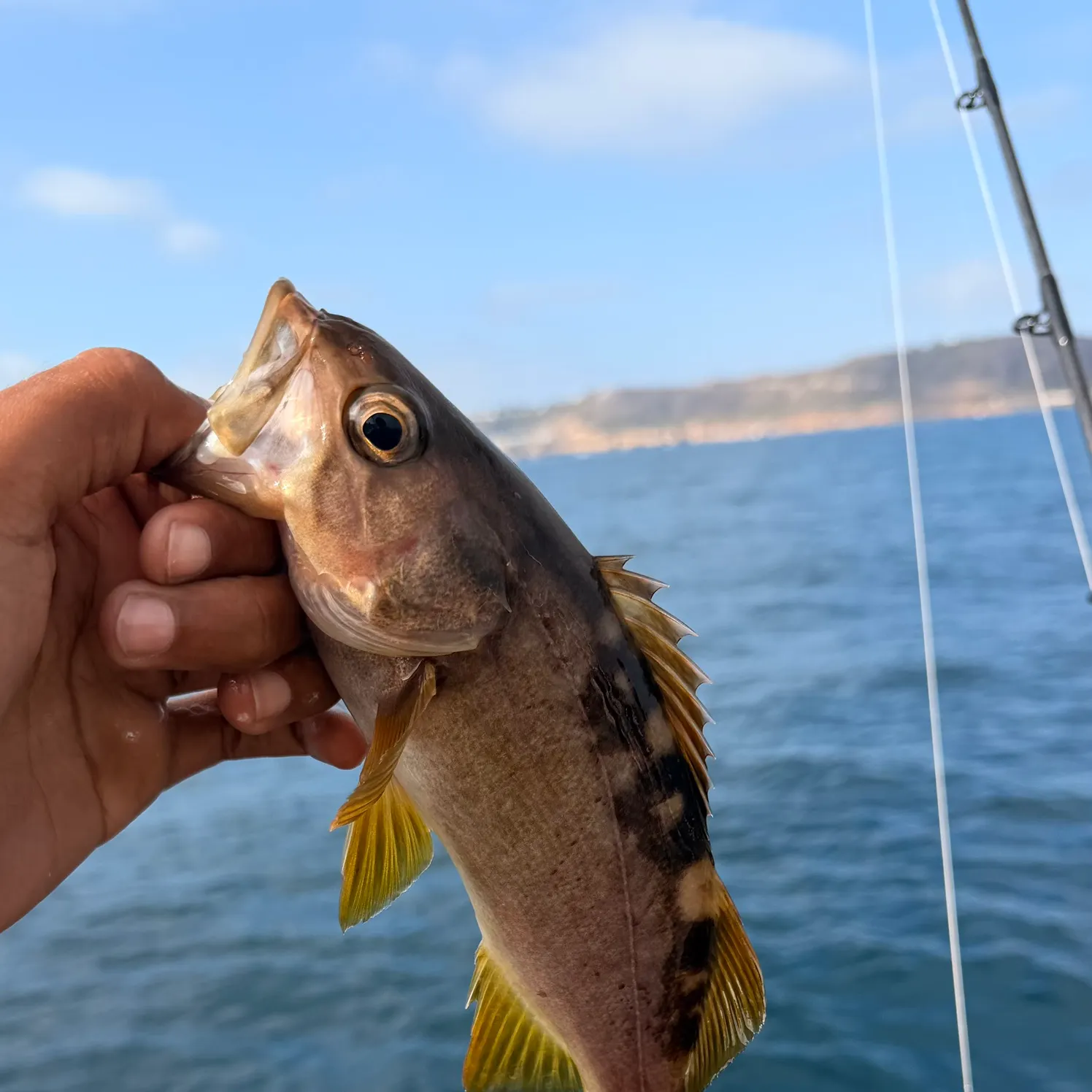 The most recent Olive rockfish catches on Fishbrain