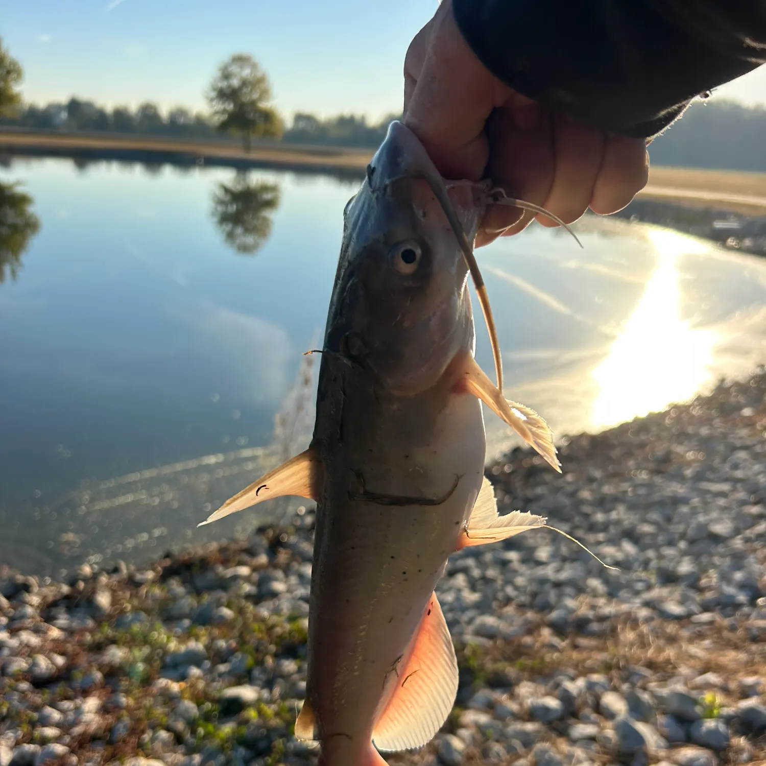 Channel catfish caught on Fishbrain