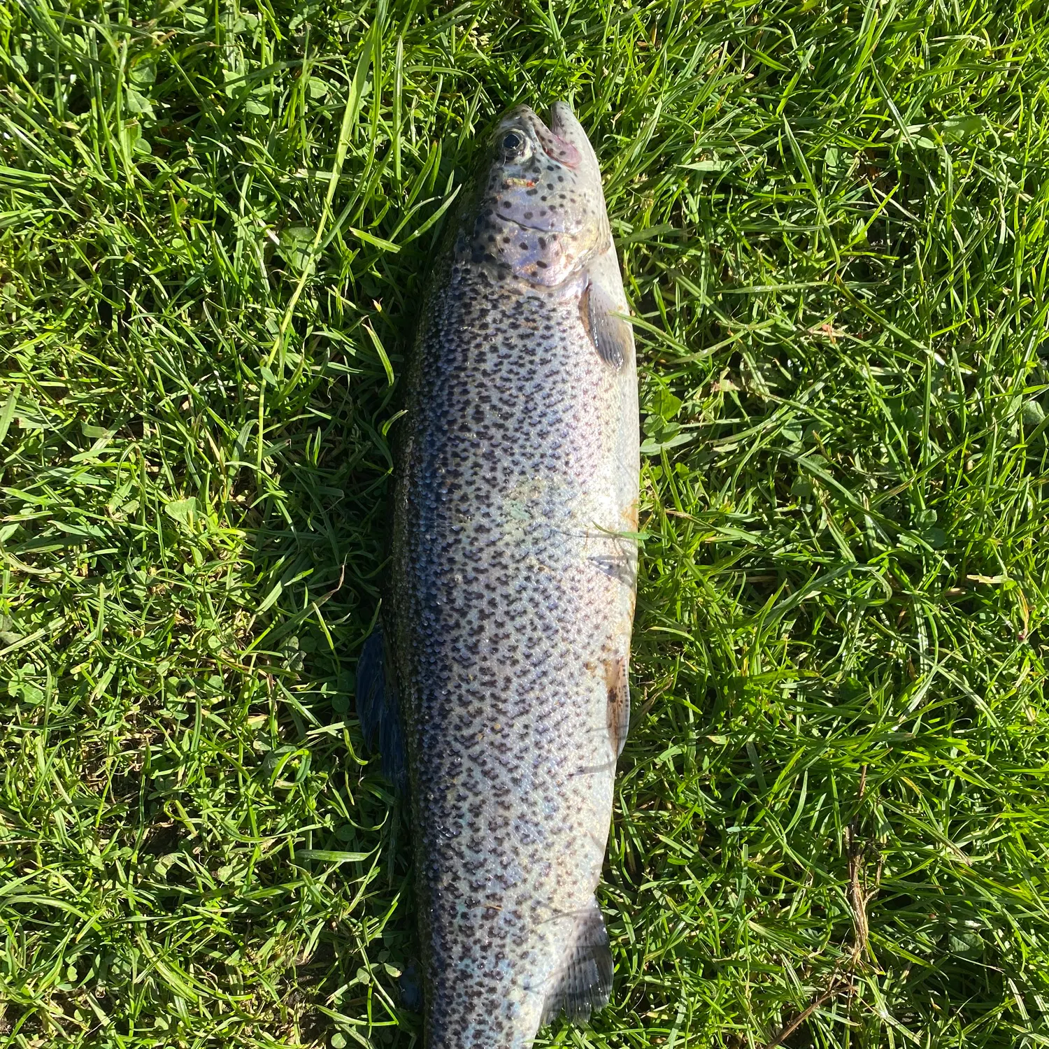 Rainbow trout caught on Fishbrain