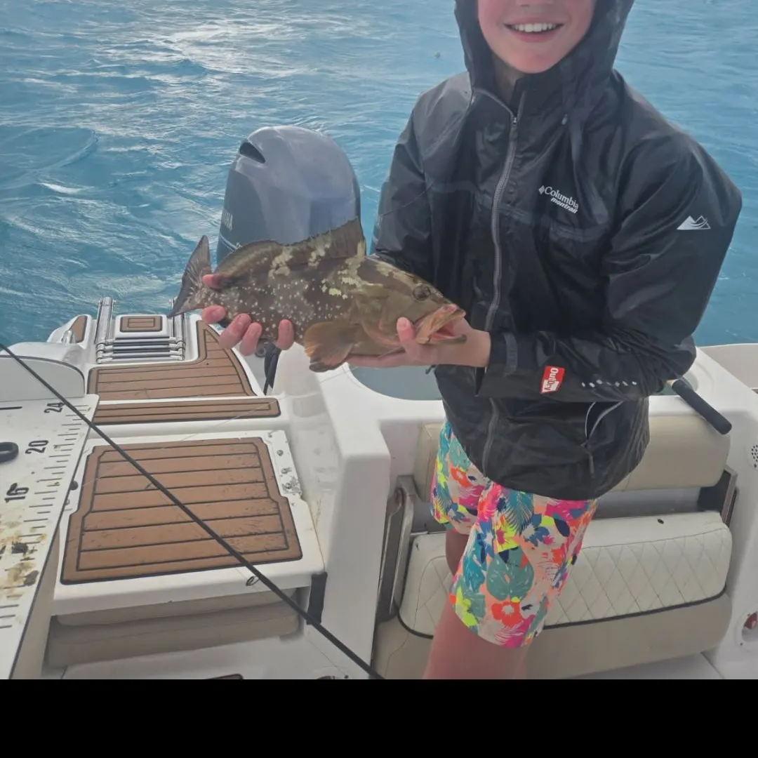 The most recent Gag grouper catches on Fishbrain