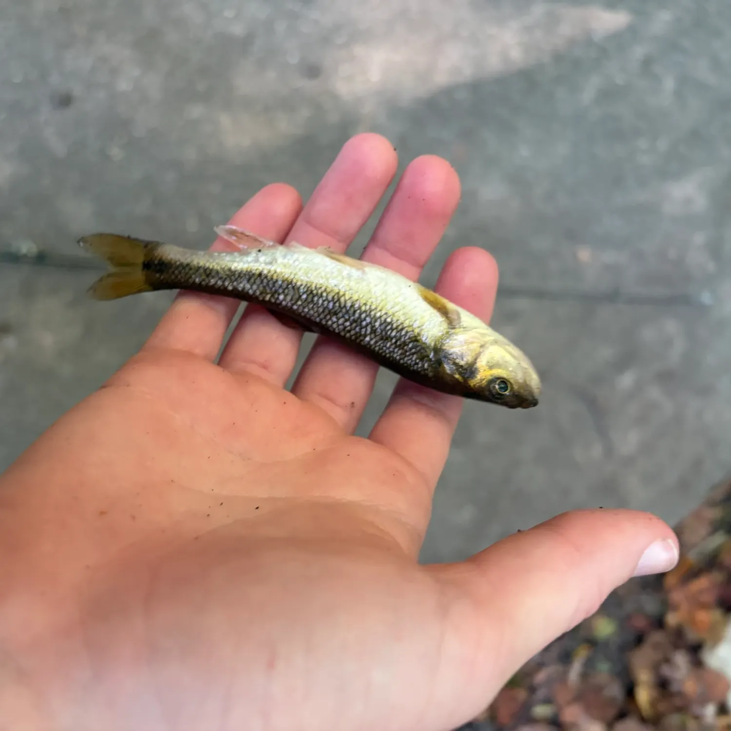 Creek chub caught on Fishbrain