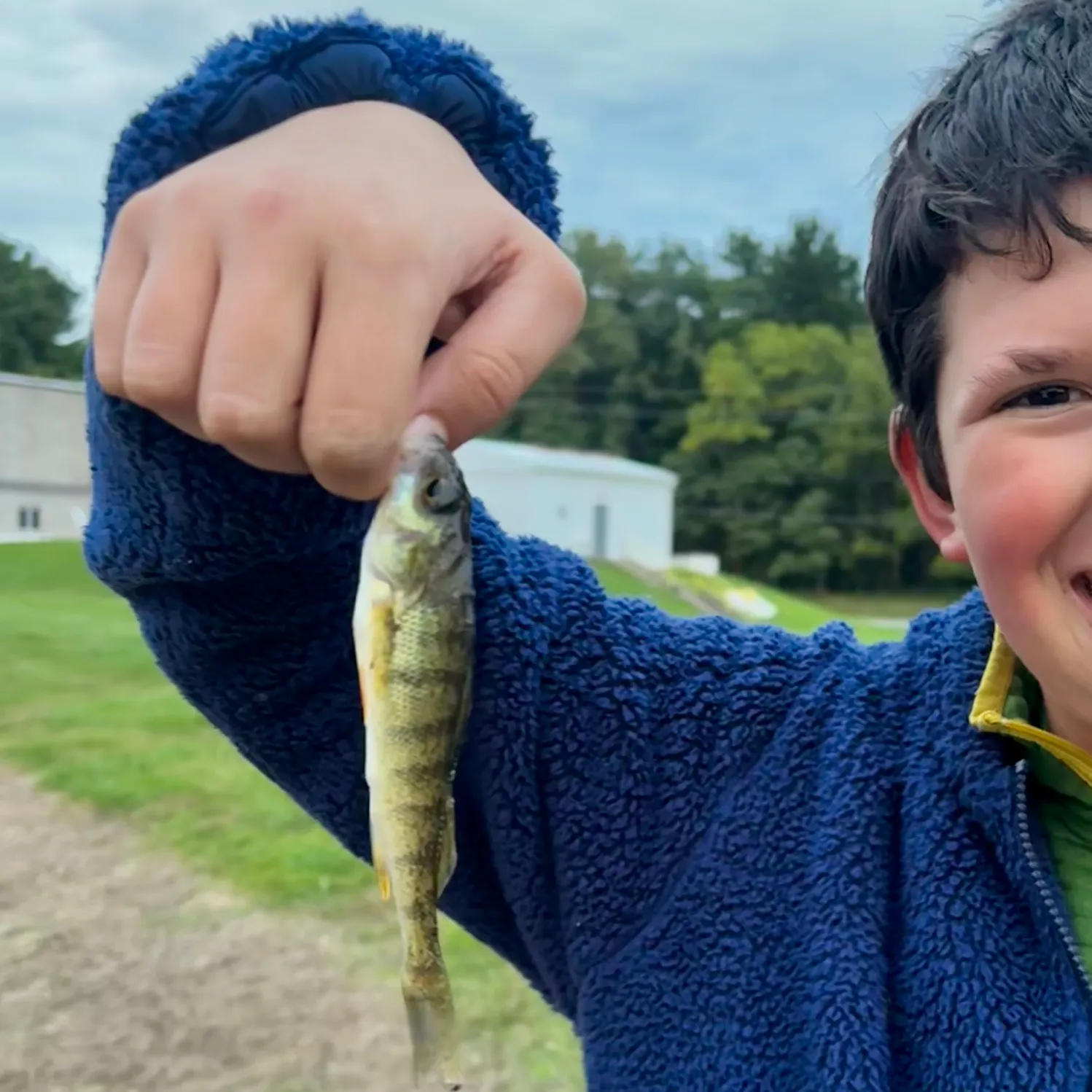Yellow perch caught on Fishbrain