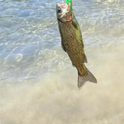 Rainbow trout caught on Fishbrain
